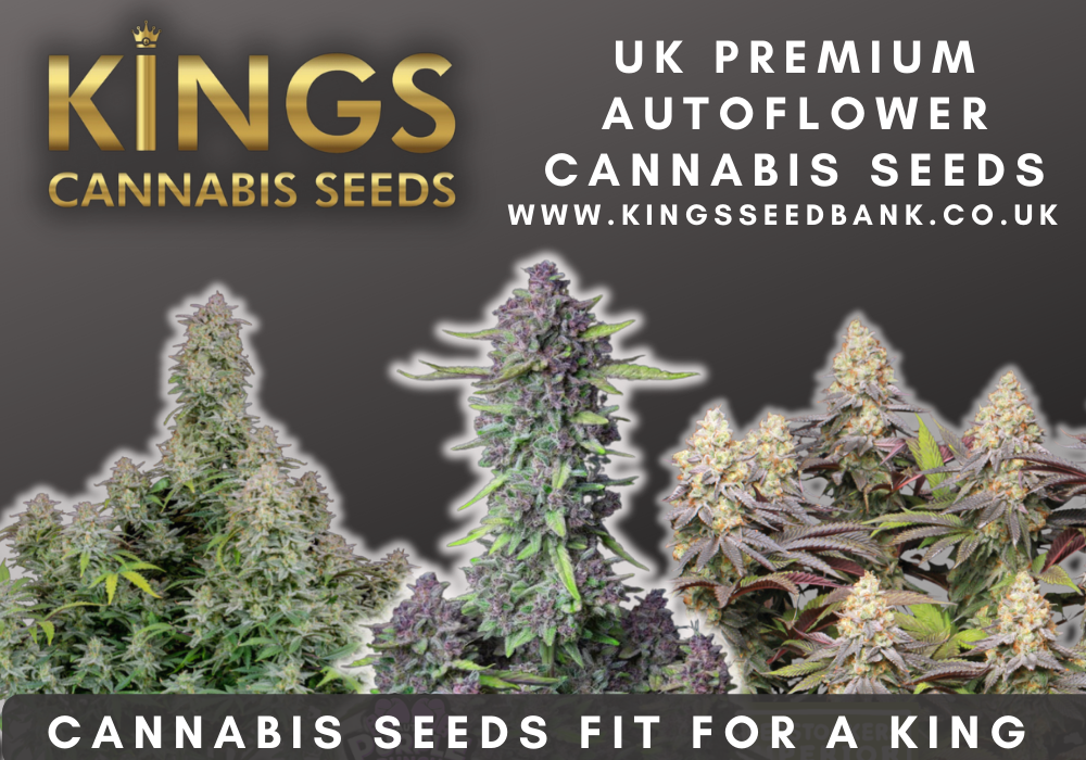 Buy autoflowering cannabis seeds UK